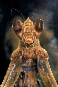 Les Insectes champions de la biodiversité par Claire Villemant chercheur au Muséum à Paris. Le samedi 25 avril 2015 à Nedde. Haute-Vienne.  15H00